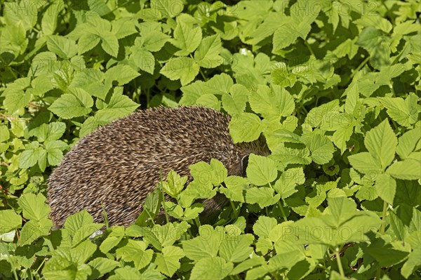 Hedgehog