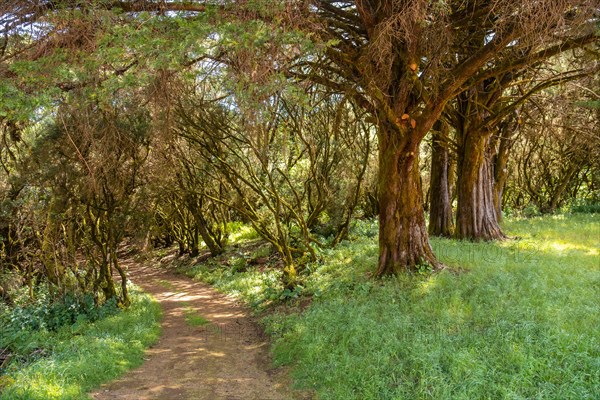 Footpath through laurel forest in a lush green landscape in La Llania on El Hierro