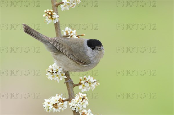 Blackcap