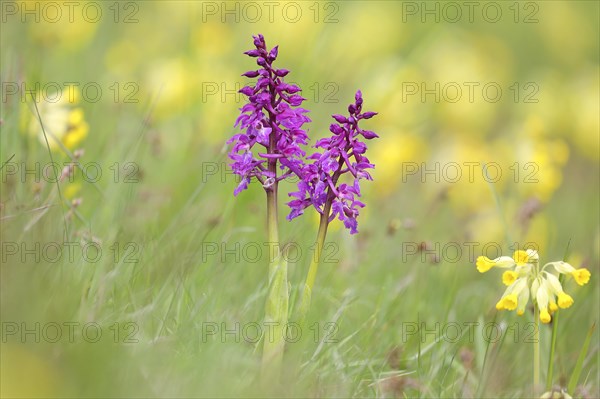 Early purple orchid