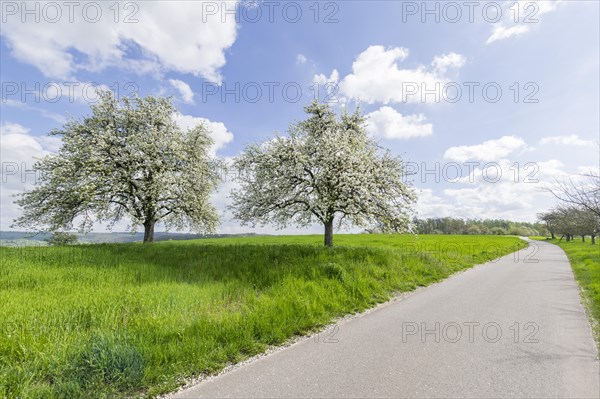 Pear trees