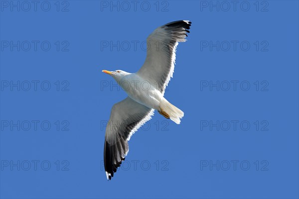 Flying European 'Larus Argentatus' Herring sea gull with open wings during flight in front of blue sky
