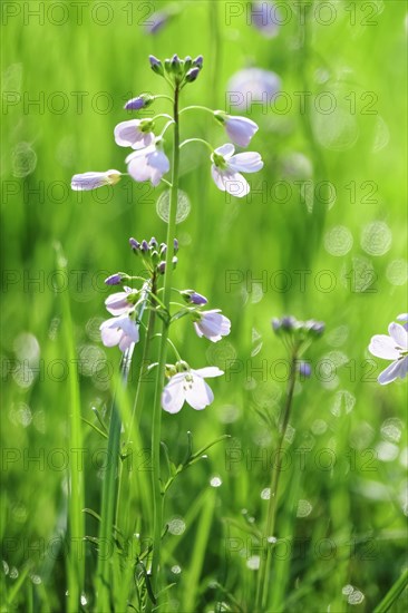 Meadowfoam in spring