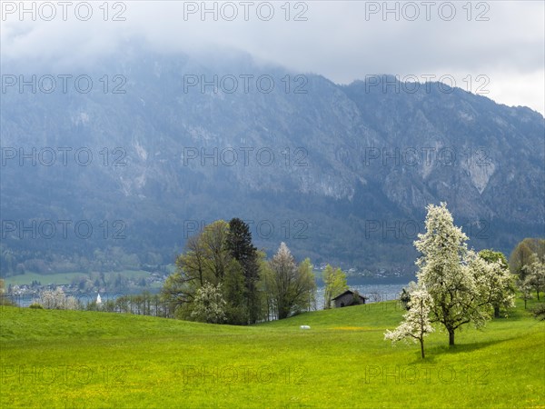 Meadow with blossoming fruit trees