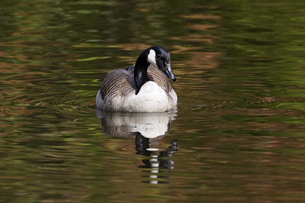 Canada Goose