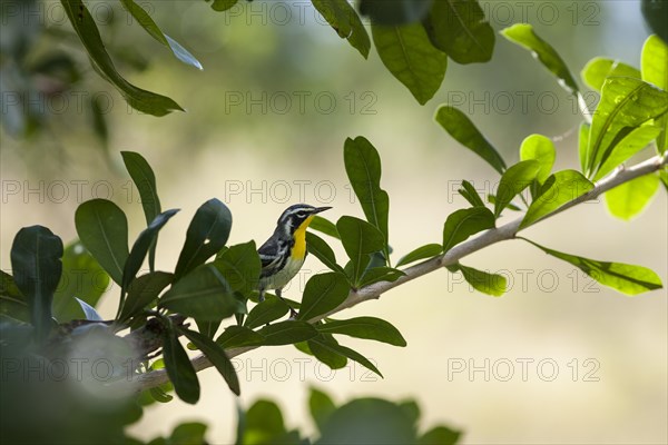 Yellow-throated warbler