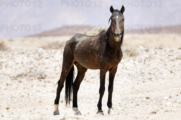 Wild horse