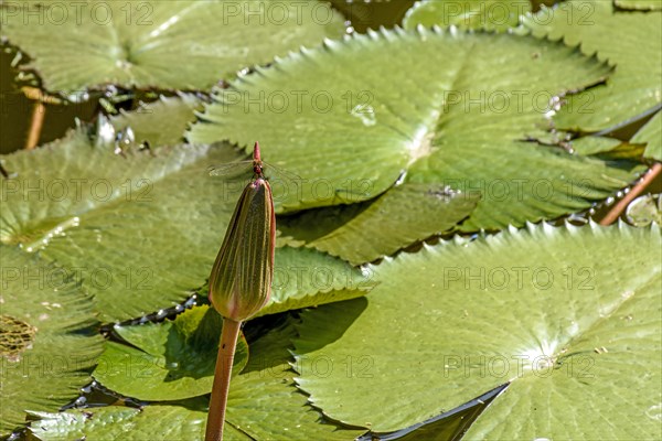 Dragonfly perched on typical Amazonian aquatic plant about to bloom