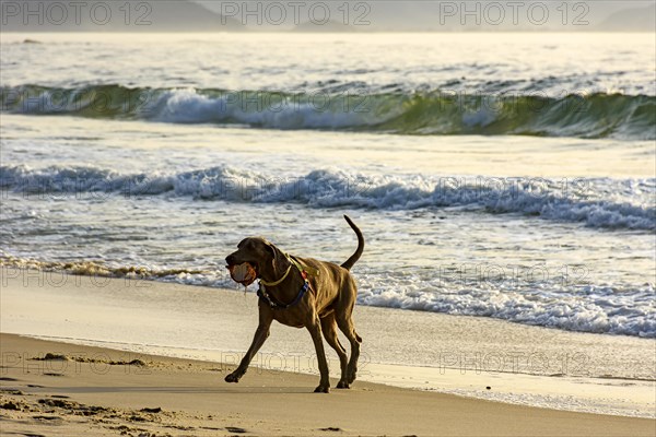 Dog running and playing on the edge of Ipanema beach in Rio de Janeiro on a summer morning