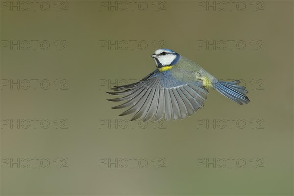 Blue Tit