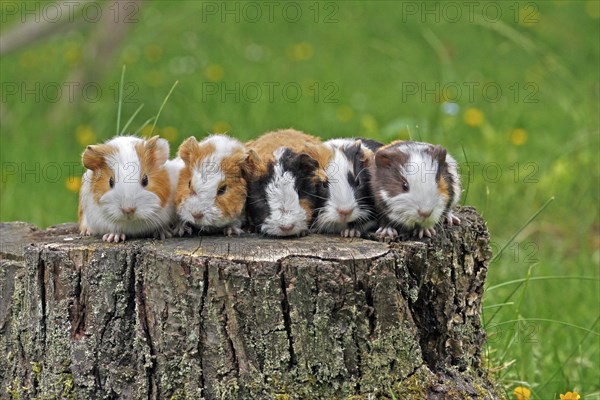 Guinea Pig pigs