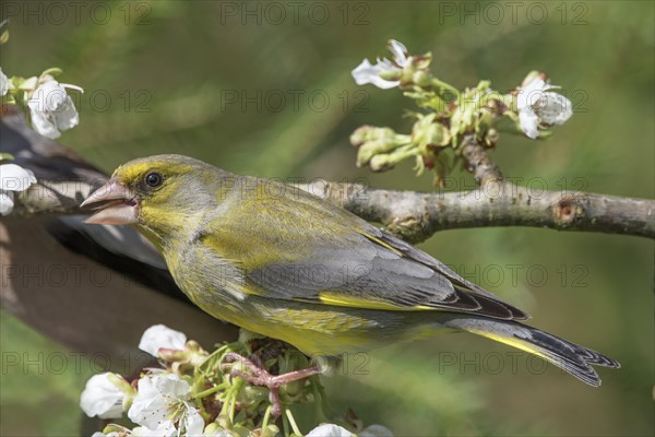 European greenfinch