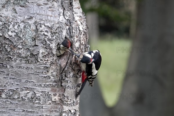 Great spotted woodpecker