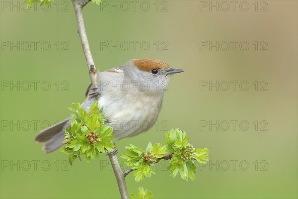 Blackcap