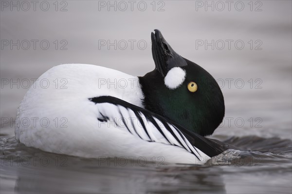 Goldeneye adult male duck