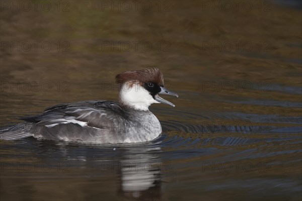 Smew