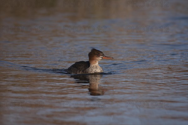 Red-brested merganser