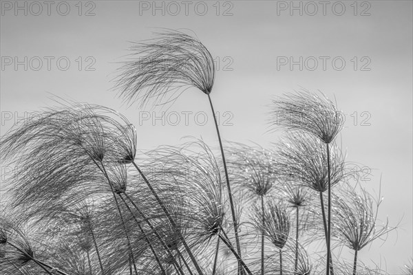 Papyrus plants