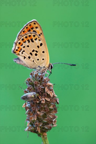 Two orange tip