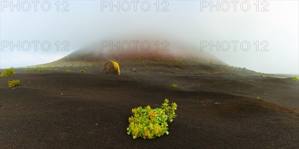 Canary Island amphora