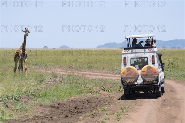 Masai giraffe