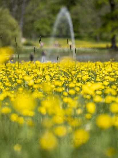 Buttercups