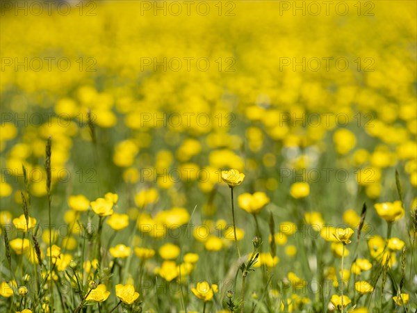 Buttercups