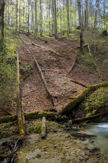 Beech forest in the UNESCO World Natural Heritage Beech Forest in the Limestone Alps National Park