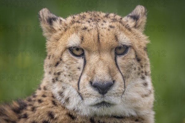 Cheetah