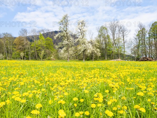 Meadow with dandelions