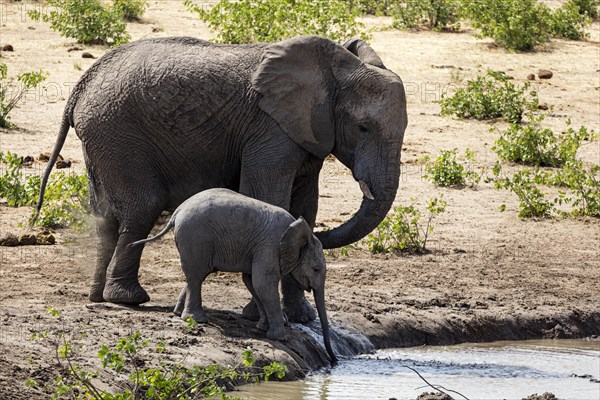 African elephants