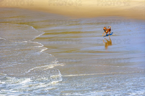 Dog running and playing in the sand and water of the beach in the morning in Ipanema