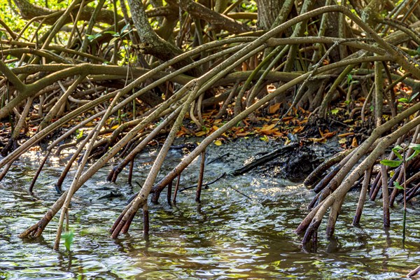 Dense vegetation in the tropical mangrove forest with its roots meeting the sea water with the rivers and lakes of Brazil