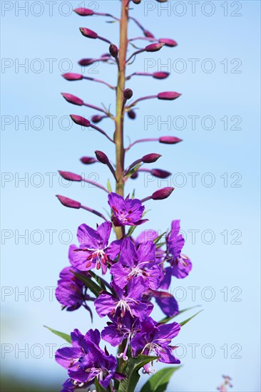 Fireweed