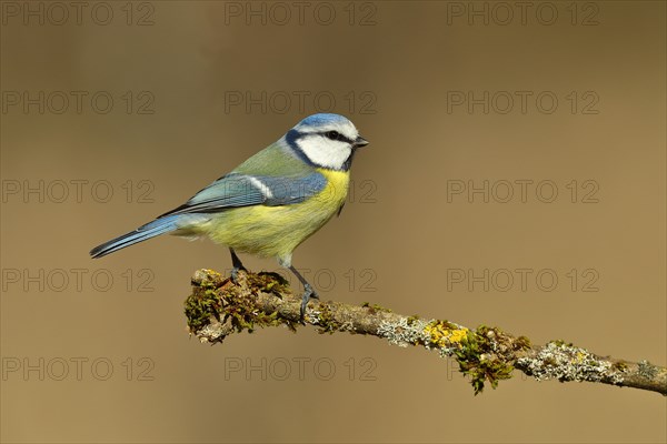 Blue tit