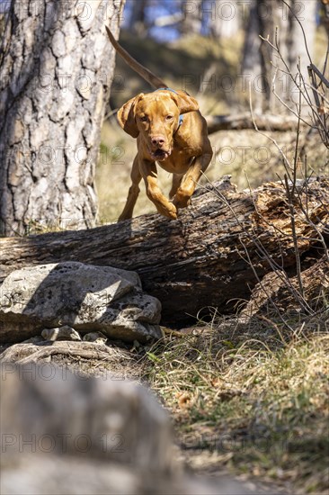 Roevidszoru Magyar Vizsla