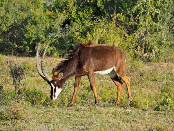 Sable antilope