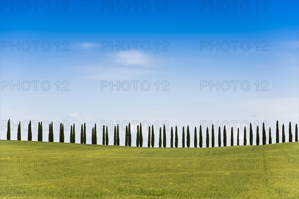 Cypresses