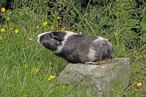 Guinea Pig pigs