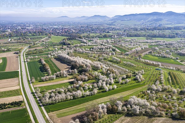 Spring in the Renchtal in the Ortenau