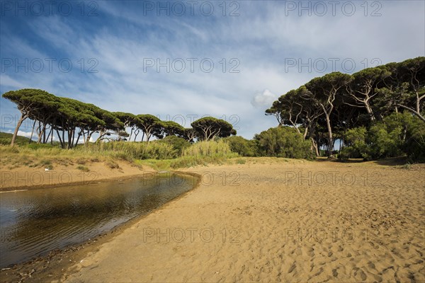 Beach and old pine trees