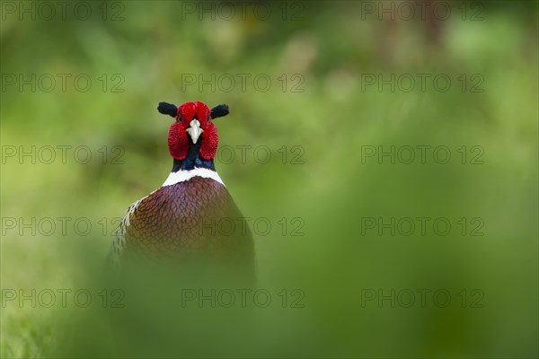 Common pheasant