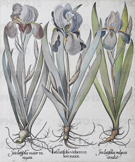 Irises