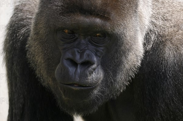 Western lowland gorilla