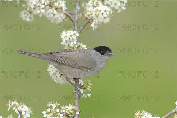 Blackcap