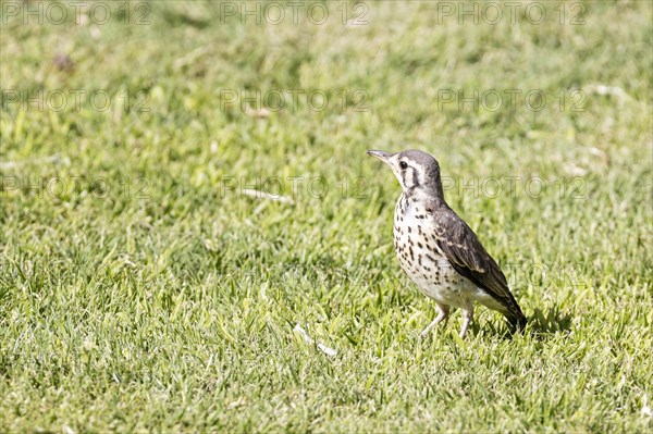 Acacia Thrush