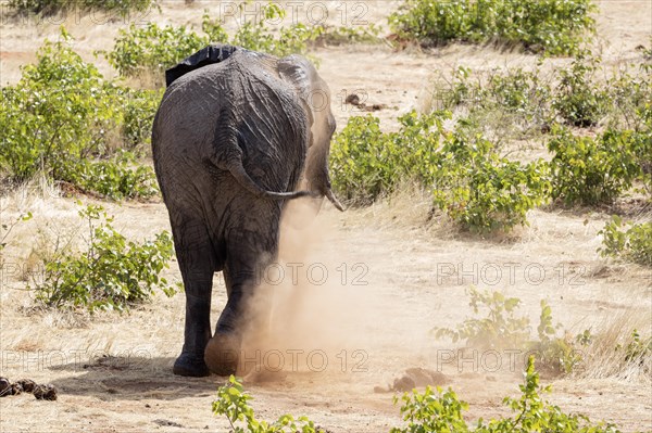 African elephant