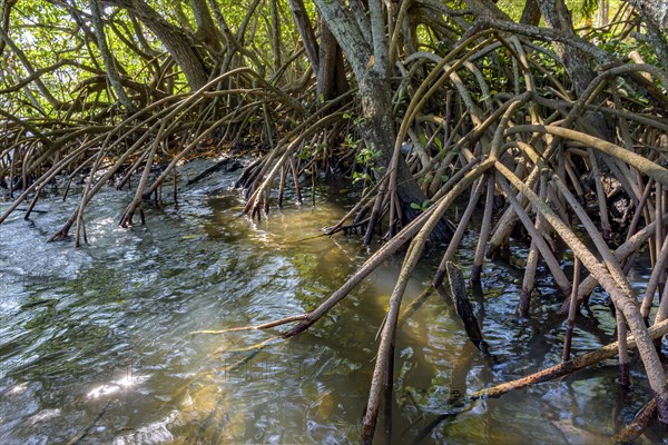 Roots and aquatic vegetation typical of common mangroves in Brazil's tropical ecosystem