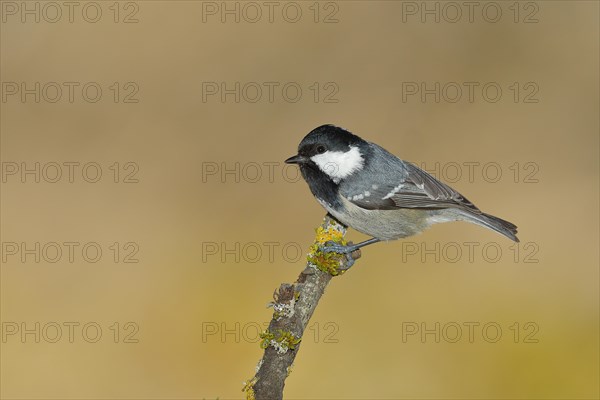 Coal Tit