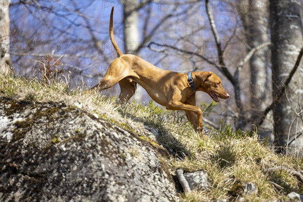 Roevidszoru Magyar Vizsla